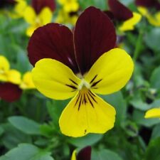 Viola jackanapes plug for sale  LONDON