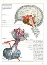 Cabinet curiosité anatomie d'occasion  France