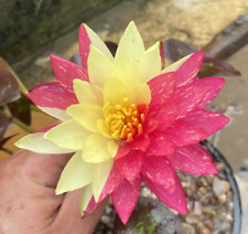 Nymphaea wanvisa premium for sale  SKEGNESS