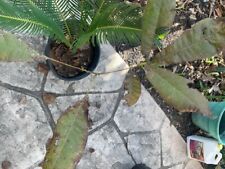 One sego palm for sale  Missouri City