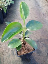 Ficus rubiginosa d'occasion  Basse-Goulaine