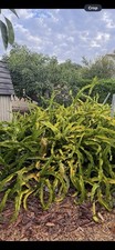 red dragon fruits for sale  Oxnard