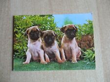 Postkarte deutschen boxerwelpe gebraucht kaufen  Immenhausen