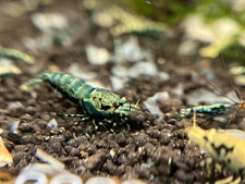 caridina shrimp for sale caridina shrimp for sale Brooklyn