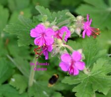 Storchschnabel geranium staude gebraucht kaufen  Altrip