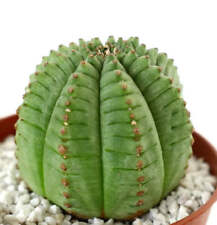 Euphorbia obesa super usato  Napoli