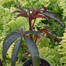 Begonia luxurians begonia for sale  Winter