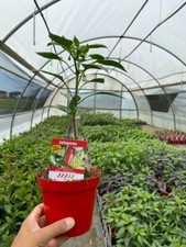 Non disponibile peperoncino usato  Piombino