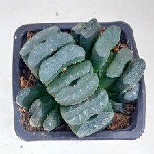 Haworthia truncata succulent d'occasion  Loches