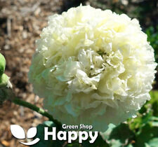 Cream peony poppy for sale  DONCASTER