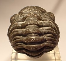 Phacops trilobit devon gebraucht kaufen  Düsseldorf