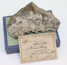 Muscheln gervillia lima gebraucht kaufen  Weeze
