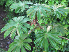 Cecropia peltata trumpet for sale  Walterboro