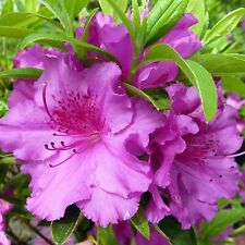 Azalea purple splendor for sale  GLASGOW