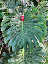 Monstera deliciosa large for sale  Honolulu