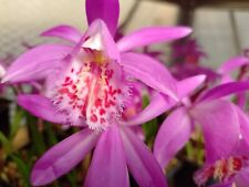 Pleione tongariro potted for sale  LISBURN
