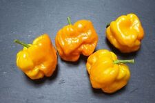 Chilli seeds level for sale  STAFFORD