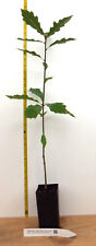 Northern red oak for sale  Albany