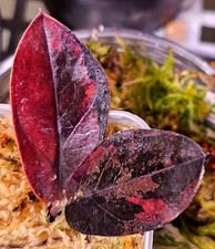 Zamioculcas zamiifolia black gebraucht kaufen  Obertshausen
