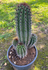 Stenocereus thurberi cactus usato  Menfi