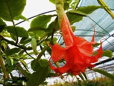 Brugmansia thea liebling d'occasion  Villemandeur