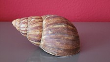 Muschel meeresschnecke groß gebraucht kaufen  Deutschland