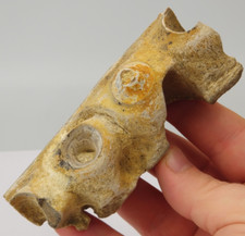 Mosasaur jaw teeth for sale  Rockledge