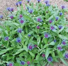 Berg flockenblume samen gebraucht kaufen  Sollstedt