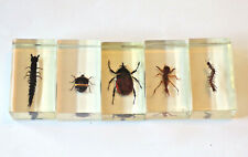 Insecte inclusion résine d'occasion  Champigneulles