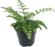 Austral gem fern for sale  USA