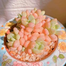 xPachyveria 'Bubble Candy três cabeças cerca de 5cm suculento 🏵️limitado comprar usado  Enviando para Brazil