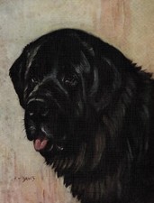 Vintage 1934 newfoundland for sale  Tampa