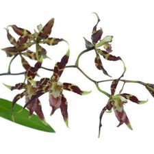 Rare oncidium cristatum for sale  HALSTEAD