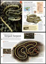 Common garter snake for sale  SLEAFORD