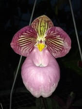 Pink parvi vietnam for sale  Melbourne