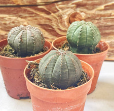 3.5cm euphorbia obesa for sale  WALSALL
