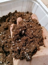 Torba bionda acida usato Torba bionda acida usato  Roma