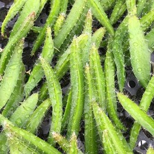 Dragon fruit tree for sale  USA