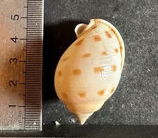 Collection coquillages semicas d'occasion  Champigny-sur-Marne