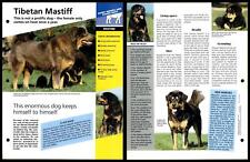 Tibetan mastiff routine for sale  SLEAFORD