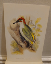 Birds chelsea prints for sale  SALFORD