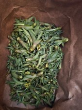 agave desmettiana for sale agave desmettiana for sale Altadena