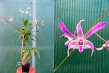 Dendrobium olivier twist d'occasion Dendrobium olivier twist d'occasion  Fumel