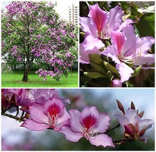 Semi dibauhinia variegata usato  Nizza di Sicilia