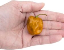 Chilli seeds caramel for sale  HECKMONDWIKE