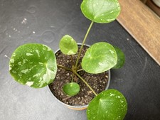 Pilea peperomioides glückstal gebraucht kaufen  Egenhofen