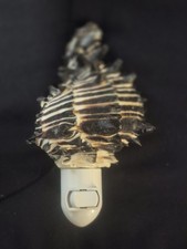 Natural sea shell for sale  Indianapolis