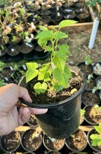 Everbearing mulberry black for sale  Lake Zurich