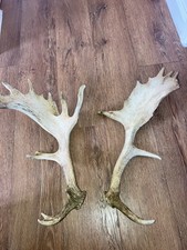 Paid fallow deer for sale Paid fallow deer for sale  BARKING