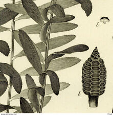 Botanique zamia chigua d'occasion  France